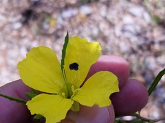 Oenothera berlandieri pinifolia
