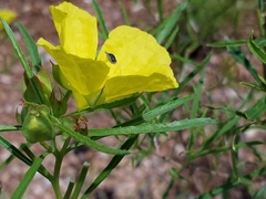 Oenothera berlandieri pinifolia
