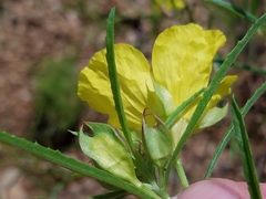 Oenothera berlandieri pinifolia