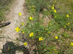 Oenothera berlandieri pinifolia
