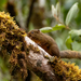 Amazon Dwarf Squirrel - Photo (c) thibaudaronson, some rights reserved (CC BY-SA), uploaded by thibaudaronson