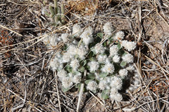Gomphrena caespitosa