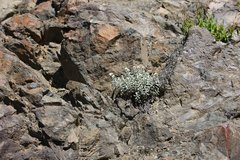 Anaphalis sinica pernivea