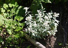 Anaphalis sinica pernivea