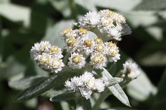 Anaphalis sinica pernivea