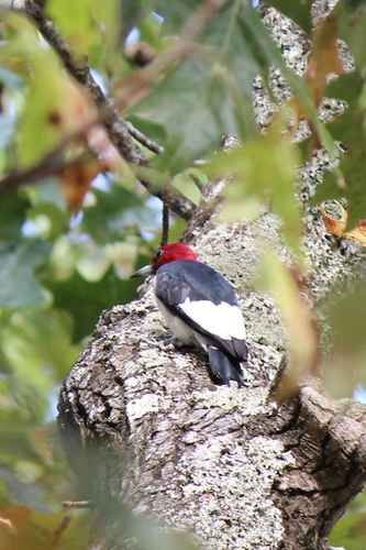 Melanerpes erythrocephalus observed 2026-10-30