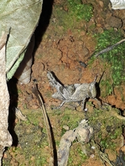 Abracris flavolineata