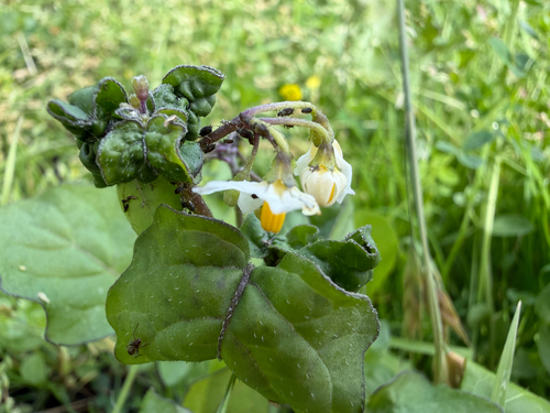 Solanum nigrum observed 2026-10-30