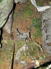 Abracris flavolineata