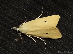 Scirpophaga incertulas