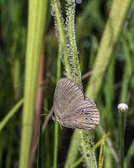 Neonympha areolatus