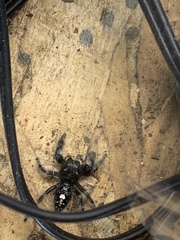 Phidippus audax