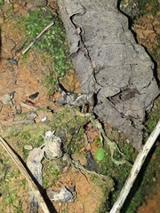 Abracris flavolineata