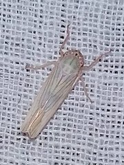 Cofana spectra