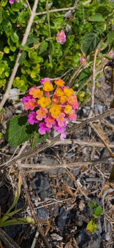 Lantana camara observed 2026-10-26