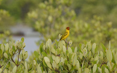 Setophaga petechia bryanti