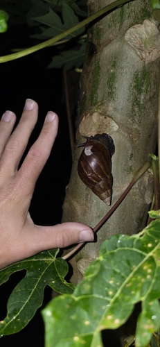 Lissachatina fulica observed 2026-10-25