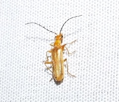Rhagonycha nigrohumeralis