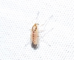 Coelotanypus concinnus