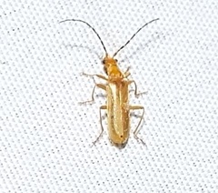 Rhagonycha nigrohumeralis
