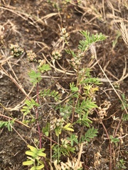 Astragalus didymocarpus