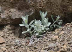 Anaphalis sinica pernivea