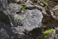 Anaphalis sinica pernivea