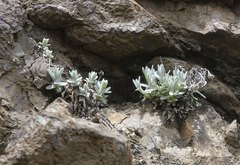 Anaphalis sinica pernivea