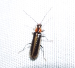 Rhagonycha