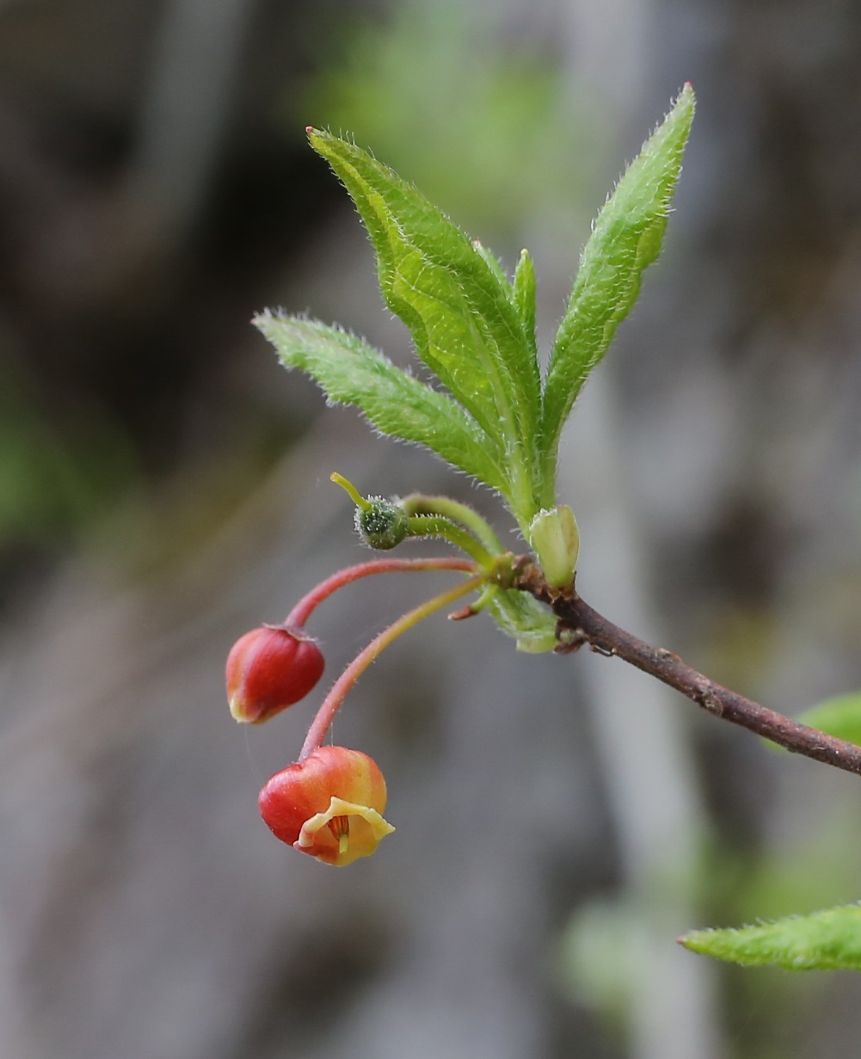 Menziesia