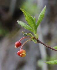 Rhododendron pentandrum