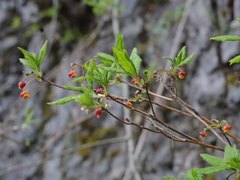 Rhododendron pentandrum