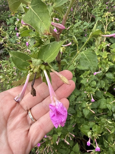 Mirabilis jalapa observed 2026-10-30