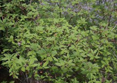 Rhododendron pentandrum