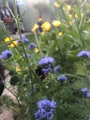 Bombus