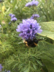Bombus