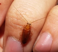 Chorisoneura texensis