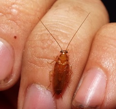 Chorisoneura texensis