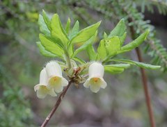 Rhododendron benhallii