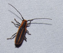 Saperda lateralis