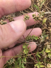 Astragalus didymocarpus