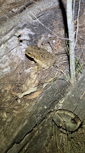 Rhinella marina observed 2026-10-30