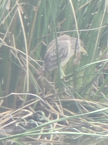 Nycticorax nycticorax observed 2026-10-30