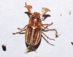 Polyphylla occidentalis