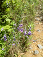 Scutellaria integrifolia