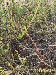 Aphanisma blitoides