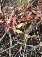Aphanisma blitoides