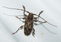 Aegomorphus modestus