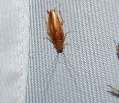 Chorisoneura texensis