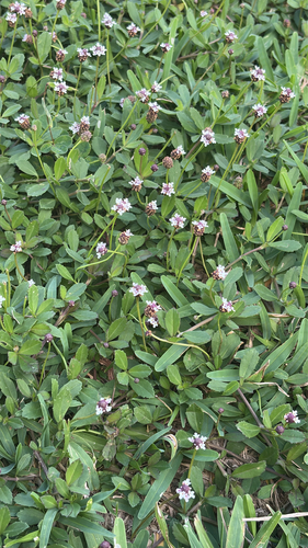 Phyla nodiflora observed 2026-10-30